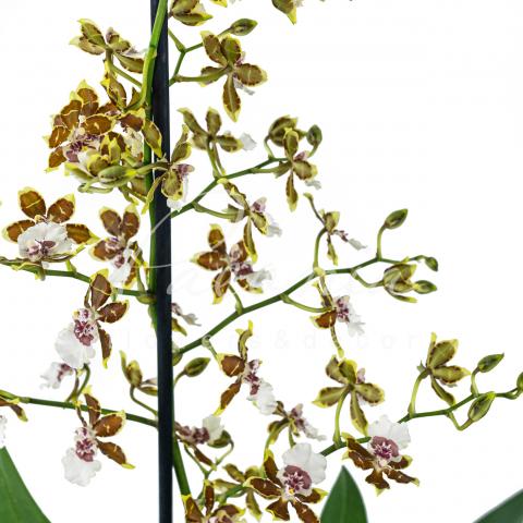 Камбрия (орхидея) 12*80-90 микс