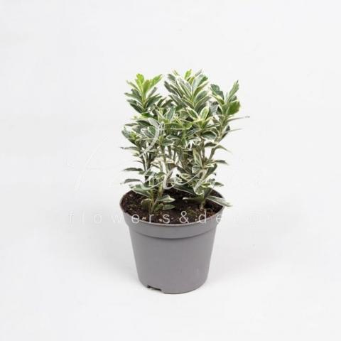 Бересклет 09*15 japonica Albovariegatus