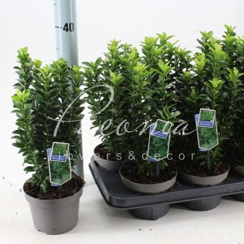 Бересклет 13*20 japonica Microphyllus
