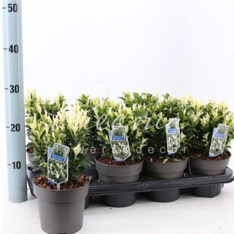 Бересклет 13*20 japonica Paloma Blanca