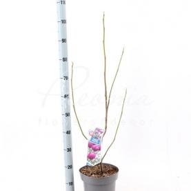 Магнолія 23*70 червона Black Tulip