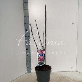 Магнолія 23*100 рожева Galaxy