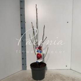 Магнолія 23*100 червона Genie