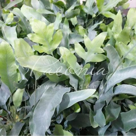 Флебодиум 12*35 Blue Star