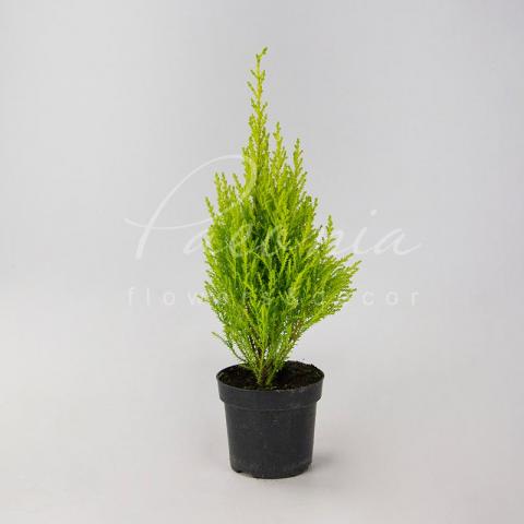 Кипарисовик 11*40-50 Goldcrest Wilma