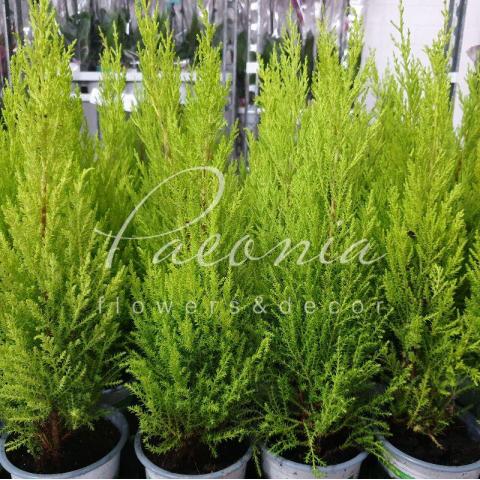 Кипарисовик 11*40-50 Goldcrest Wilma
