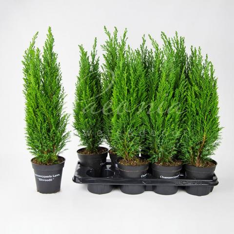 Кипарисовик 13*45-50 Ellwoodii Кипарисовик 13*45-50 Ellwoodii