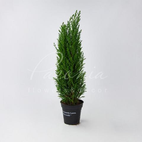 Кипарисовик 13*45-50 Ellwoodii Кипарисовик 13*45-50 Ellwoodii
