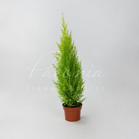 Кипарисовик 14*60 Goldcrest Wilma