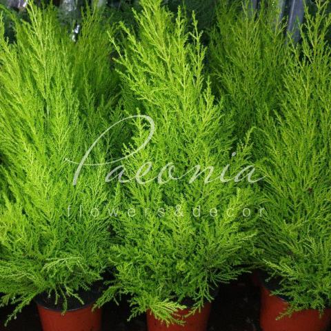 Кипарисовик 14*60 Goldcrest Wilma