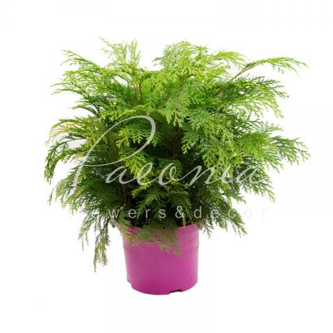 Кипарисовик 23*65 Globosa Кипарисовик 23*65 Globosa
