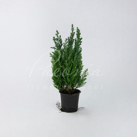 Кипарисовик 9*30-35 Ellwoodii Кипарисовик 9*30-35 Ellwoodii