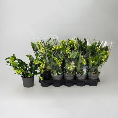 Клеродендрум 13*20 Prospero  Клеродендрум 13*20 Prospero