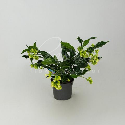 Клеродендрум 13*20 Prospero  Клеродендрум 13*20 Prospero