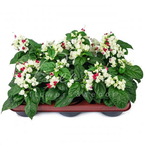 Клеродендрум 9*12