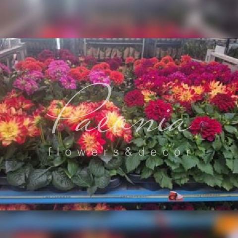 Георгина 12*27 Dahlia микс