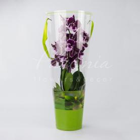 Коробка для орхидей прозрачная тубус зеленая 52см*20см*12см 