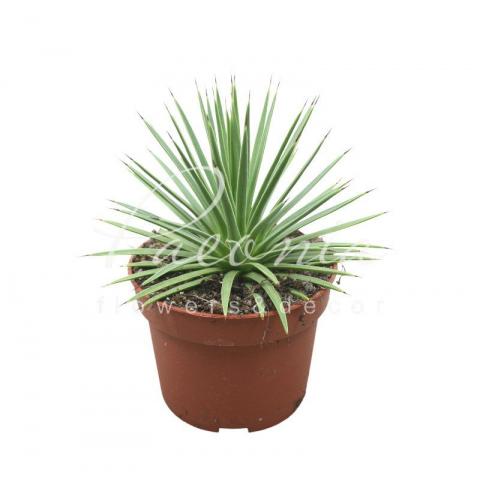 Агава 10*15 Stricta Nana