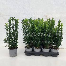 Бересклет 10*25-30 japonica Spire