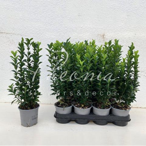 Бересклет 10*25-30 japonica Spire