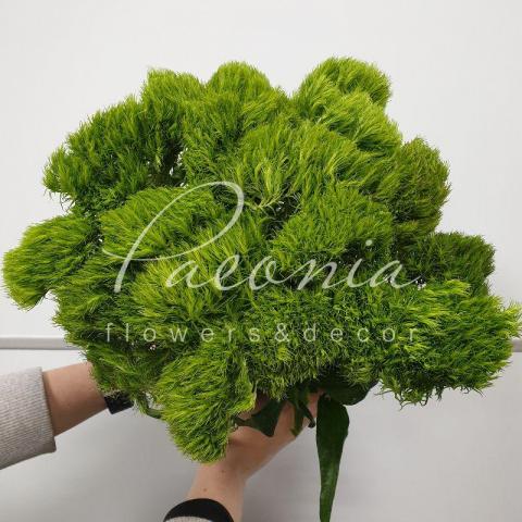 Гвоздика Barbatus Green Wicky 50-55см