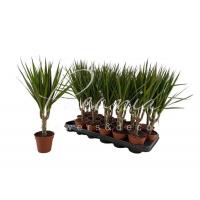 Драцена 09*30-35 Marginata 1 стовбур Драцена 09*30-35 Marginata 1 стовбур