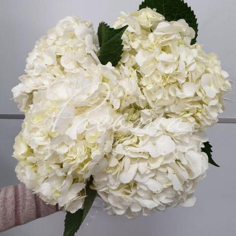Гортензія Jumbo White 60см Ø24см