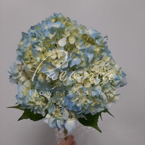 Гортензія Premium Blue 60см Ø20см