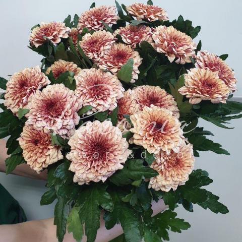 Хризантема одноголовая Pip Salmon 70см Хризантема одноголовая Pip Salmon 70см