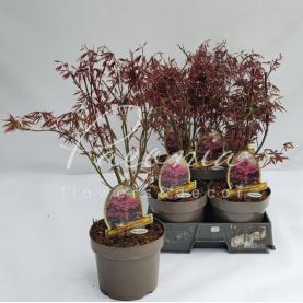 Клен 20*60 Palmatum Atropurpureu