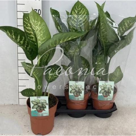 Диффенбахія 19*60 Tropic Snow