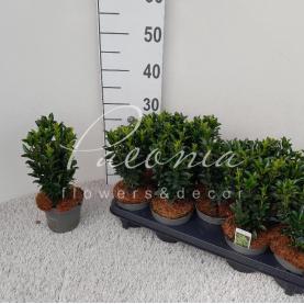 Бересклет 12*25-30 japonica Spire