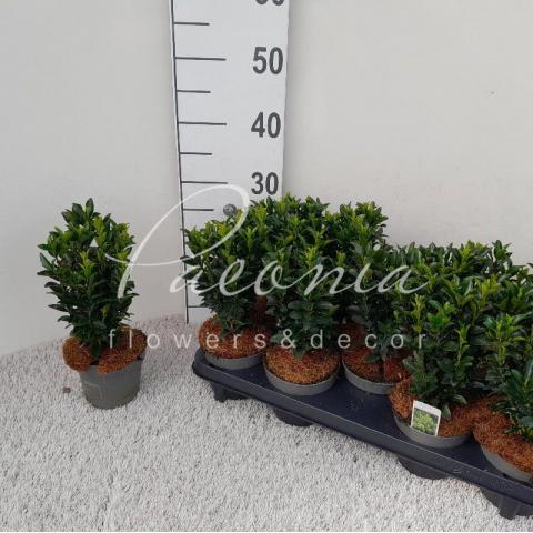 Бересклет 12*25-30 japonica Spire