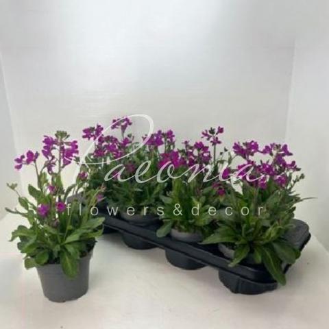 Арабіс кавказький 12*25