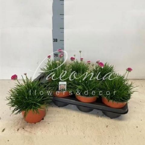 Армерія 14*25 Splendens