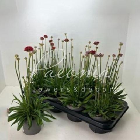 Армерія 12*40 Ballerin Red
