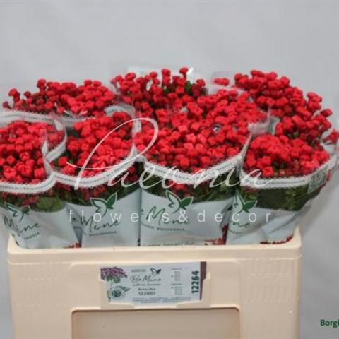Бувардія Royal Red червона 50см