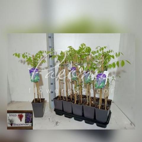 Вістерія (гліцинія) 12*60 sinensis Prolific