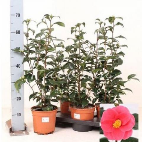 Камелия 17*60 красная Камелия 17*60 красная