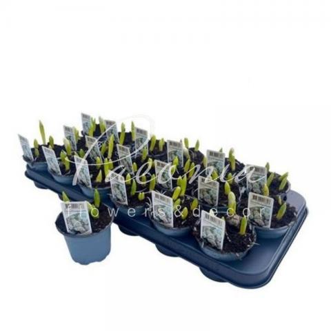 Орнитогалум 10*30 белый 