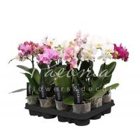 Фаленопсис (орхідея) мультифлора 09*35 1 стовбур мікс А2 (Ter Laak Orchids)