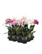Фаленопсис (орхідея) мультифлора 09*35 1 стовбур мікс А2 (Ter Laak Orchids)
