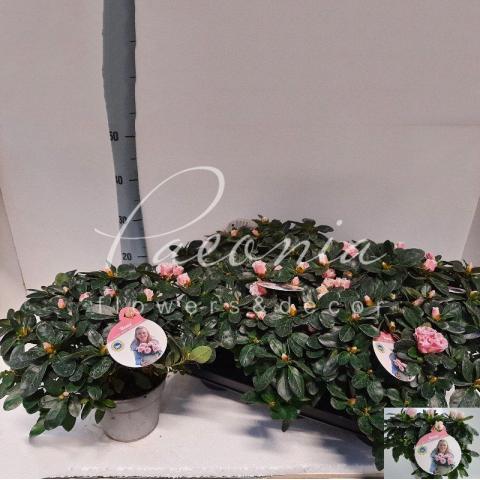 Азалія 14*30 біколор Flandresse
