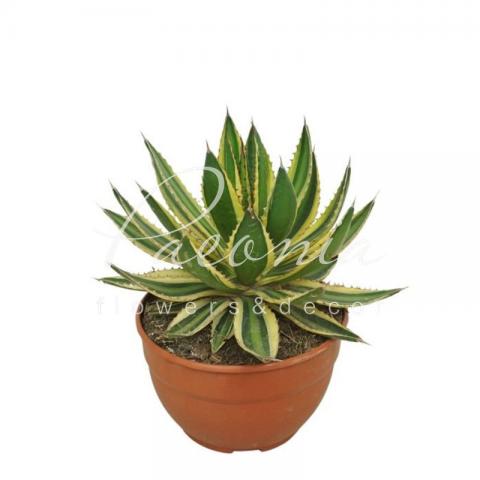 Агава 20*30 Lophanta Quadricolor