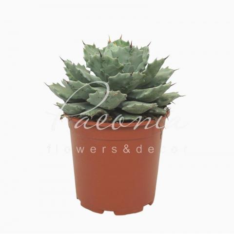 Агава 20*30 Potatorum