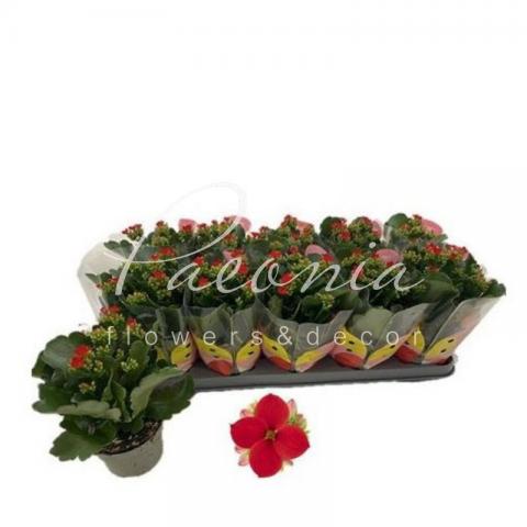 Каланхоє 10*20-25 червоне (Queen)