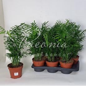 Хамедорея 17*60 Elegans