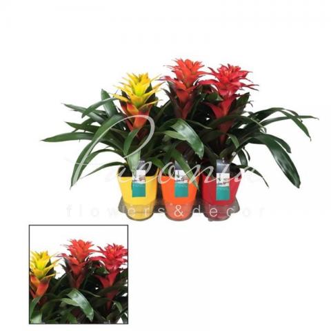 Гузмания 14*45 микс в керамическом кашпо Гузмания 14*45 микс в керамическом кашпо