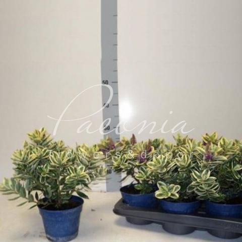 Хебе 14*30 Variegata