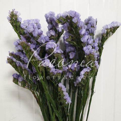 Статица Milka фиолетовая 60-65см